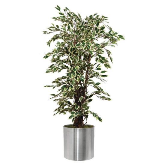 Ficus Exotica Variagated 1500mm URO CC502