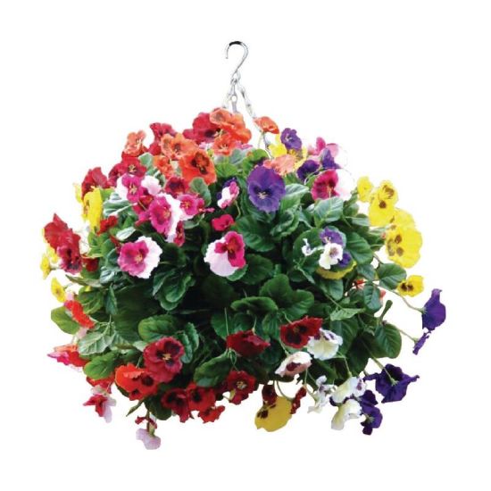 Mixed Colours Pansy Ball URO CG575