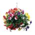 22 Inch Mixed Colours Pansy Ball